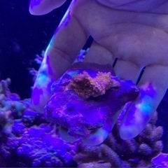 ウフコモンサンゴＡピンク（sps サンゴ ミドリイシ フラグ 海水魚 水槽）の画像
