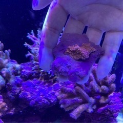 ウフコモンサンゴＡピンク（sps サンゴ ミドリイシ フラグ 海水魚 水槽）の画像