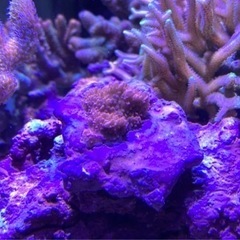 ウフコモンサンゴＡピンク（sps サンゴ ミドリイシ フラグ 海水魚 水槽）の画像