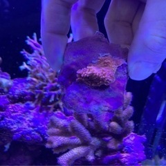 ウフコモンサンゴＡピンク（sps サンゴ ミドリイシ フラグ 海水魚 水槽）の画像