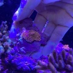 ウスコモンピンクB（sps サンゴ ミドリイシ フラグ 水槽 海水魚）の画像