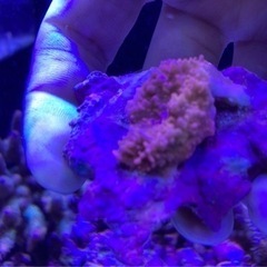 ウスコモンピンクB（sps サンゴ ミドリイシ フラグ 水槽 海水魚）の画像