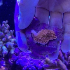 ウスコモンピンクB（sps サンゴ ミドリイシ フラグ 水槽 海水魚）の画像
