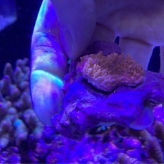 ウスコモンピンクB（sps サンゴ ミドリイシ フラグ 水槽 海水魚）の画像
