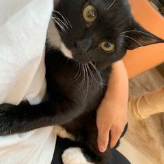 甘えたさん♡　タキシード柄の男の子