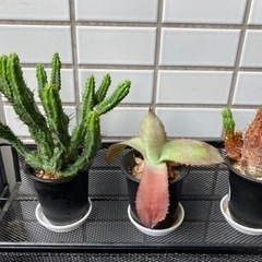 観葉植物　サボテン　アガベの画像