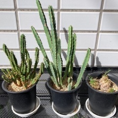 観葉植物　サボテン　ユーフォルビアの画像