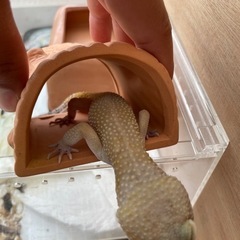 レオパードゲッコーと飼育セットの画像