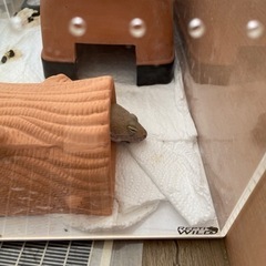 レオパードゲッコーと飼育セット