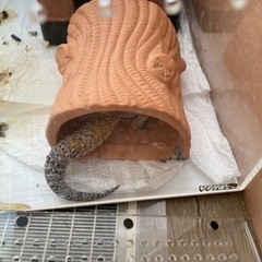 レオパードゲッコーと飼育セットの画像