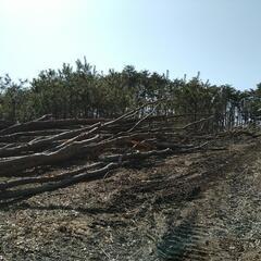 薪用に！！　軽トラ一杯　の画像