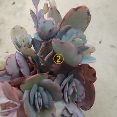 No1　カット一部抜き苗一部葉挿し　初心者でも丈夫な苗　の画像