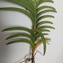 バンダ　蘭