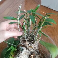 ミニ蘭4つの画像