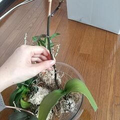 ミニ蘭4つの画像