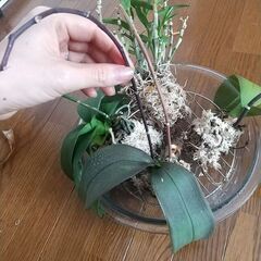 ミニ蘭4つの画像