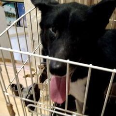 ラブラドール系です