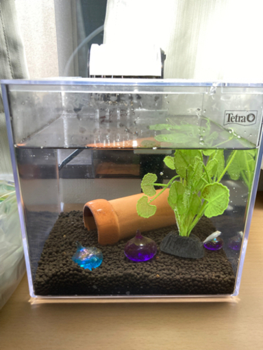 メダカ\u0026水槽　飼育セット　ミニ　餌付き　フィルター付き