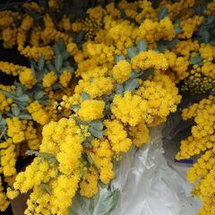 ミモザの花をお探しの方へ（更新）