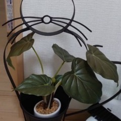 猫の植木鉢と観葉植物セット