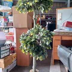 人工観葉植物　155㎝　※引取条件アリ