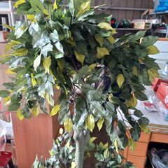 人工観葉植物　155㎝　※引取条件アリの画像