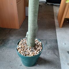 人工観葉植物　155㎝　※引取条件アリの画像