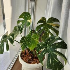 斑入りモンステラ デリシオーサ他