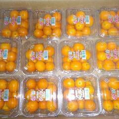 【 R 4・3 / 19  ( 土 )  商談中 】宮崎県産 き...