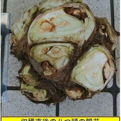 植え付けの季節。栗のようにホクホクした美味しい「八つ頭」の種芋を格安にてお分けします。 栽培方法は決して難しくありません。秋には地下にできたイモが食べられます。赤い葉柄の部分は「ズイキ」といわれ、かなり昔から非常時の食材として利用されていました。利用価値の高い「八つ頭」を500円（1kgあたり）でお分けします。の画像