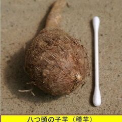 植え付けの季節。栗のようにホクホクした美味しい「八つ頭」の種芋を格安にてお分けします。 栽培方法は決して難しくありません。秋には地下にできたイモが食べられます。赤い葉柄の部分は「ズイキ」といわれ、かなり昔から非常時の食材として利用されていました。利用価値の高い「八つ頭」を500円（1kgあたり）でお分けします。の画像