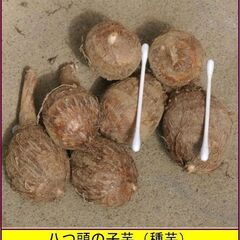 植え付けの季節。栗のようにホクホクした美味しい「八つ頭」の種芋を格安にてお分けします。 栽培方法は決して難しくありません。秋には地下にできたイモが食べられます。赤い葉柄の部分は「ズイキ」といわれ、かなり昔から非常時の食材として利用されていました。利用価値の高い「八つ頭」を500円（1kgあたり）でお分けします。の画像