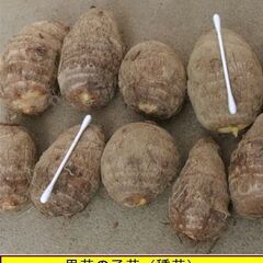 植え付けの季節。適度のねっとり感のある美味しい「さと芋」の種芋を格安にてお分けします。 栽培方法は決して難しくありません。秋には地下にできたイモが食べられます。400円（1kgあたり）でお分けします。の画像