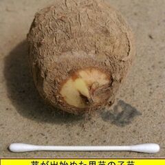 植え付けの季節。適度のねっとり感のある美味しい「さと芋」の種芋を格安にてお分けします。 栽培方法は決して難しくありません。秋には地下にできたイモが食べられます。400円（1kgあたり）でお分けします。の画像