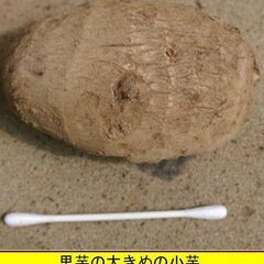 植え付けの季節。適度のねっとり感のある美味しい「さと芋」の種芋を格安にてお分けします。 栽培方法は決して難しくありません。秋には地下にできたイモが食べられます。400円（1kgあたり）でお分けします。の画像