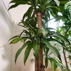 観葉植物　170cm超えドラセナ・マッサンゲアナ