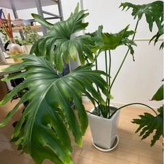 ※決まりました※観葉植物(セローム)