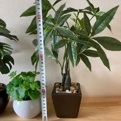 観葉植物　フェイクグリーンセットの画像