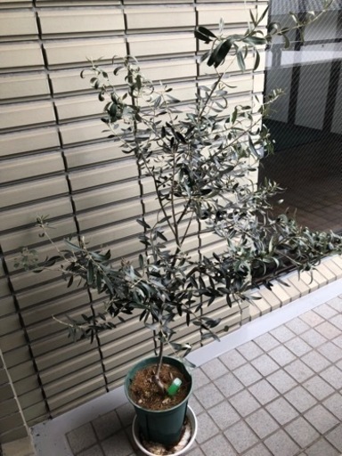 オリーブの木2