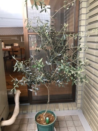 オリーブの木2