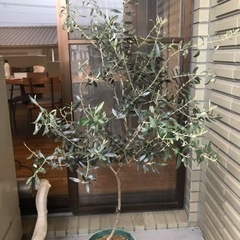 オリーブの木2