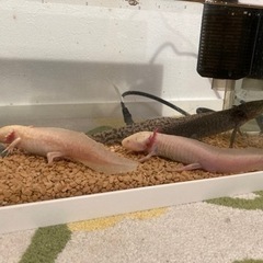 ウーパールーパー　