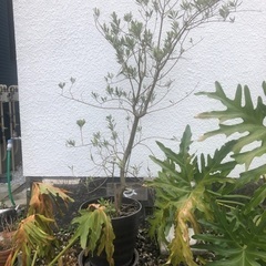 観葉植物 鉢植え 横須賀 1.8m 名前不明の画像