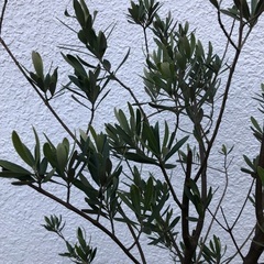 観葉植物 鉢植え 横須賀 1.8m 名前不明の画像