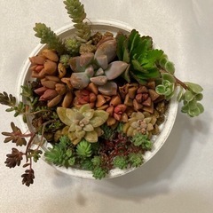 多肉植物