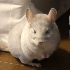 チンチラ仲間募集🐭