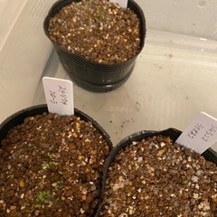 多肉植物 タニトモ募集 - メンバー募集