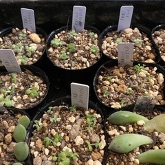 多肉植物 タニトモ募集 − 和歌山県