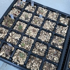 多肉植物 タニトモ募集 - 友達