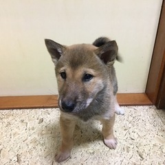 柴犬生まれました。